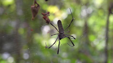 golden silk orb-weaver spider (trichonephila clavipes) on web in cuba, caribbean