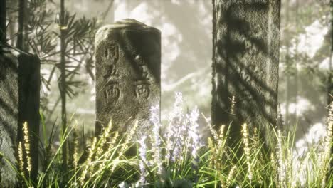 Bosque-De-Bambú-De-Japón-Y-Hierba-De-Pradera-Verde-Con-Luz-Natural