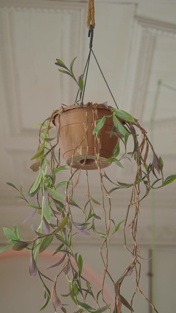 Pianta in vaso appesa con foglie verdi e viola all'interno