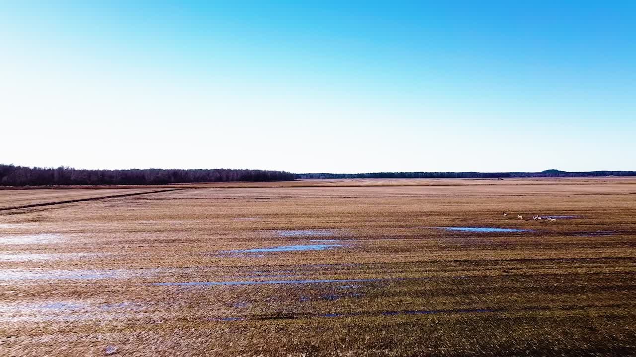 Aerial birdseye view of flock European roe deer running over flooded agricultural field in sunny spring day, distant wide angle drone shot moving forward