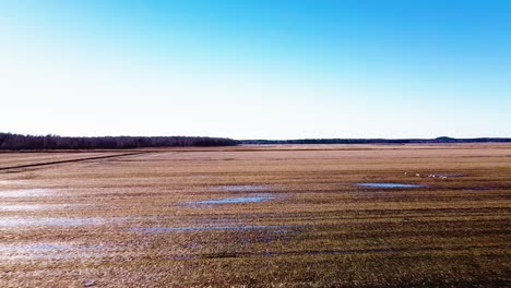 Aerial-birdseye-view-of-flock-European-roe-deer-running-over-flooded-agricultural-field-in-sunny-spring-day,-distant-wide-angle-drone-shot-moving-forward