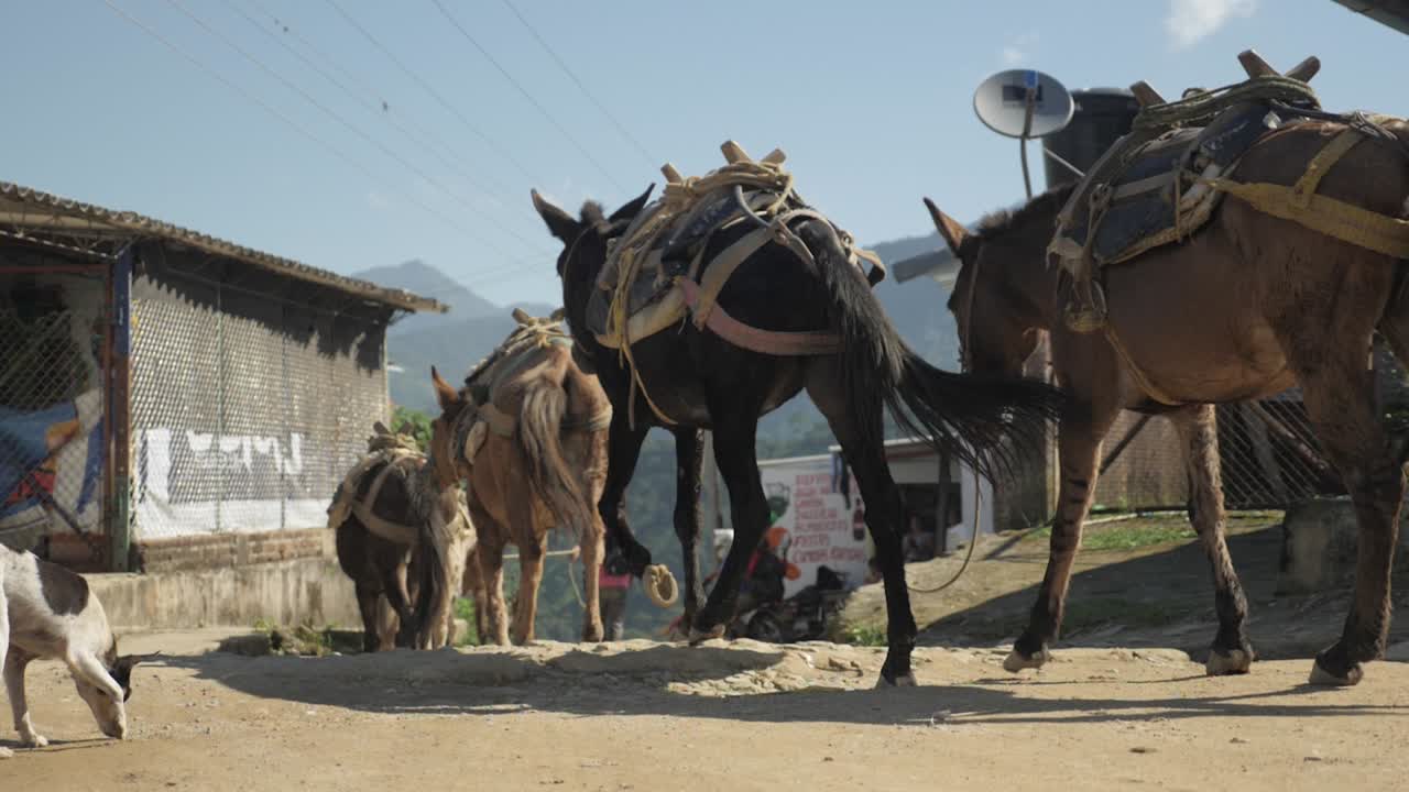 grupo de ganado de burros y caballos para el transporte de turistas caminando en fila a través del remoto pueblo tradicional de plantación de café en la selva de monte de colombia montañas de américa latina cámara lenta