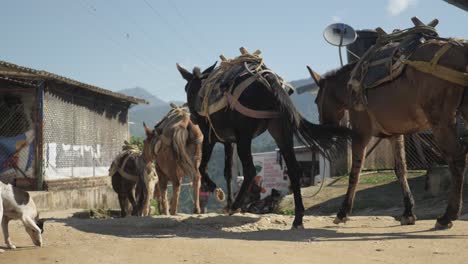 Grupo-De-Ganado-De-Burros-Y-Caballos-Para-El-Transporte-De-Turistas-Caminando-En-Fila-A-Través-Del-Remoto-Pueblo-Tradicional-De-Plantación-De-Café-En-La-Selva-De-Monte-De-Colombia-Montañas-De-América-Latina-Cámara-Lenta