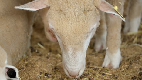 Ile-de-France-Sheep-Head-Close-up-Searching-Food-on-Ground-inside-Enclosure