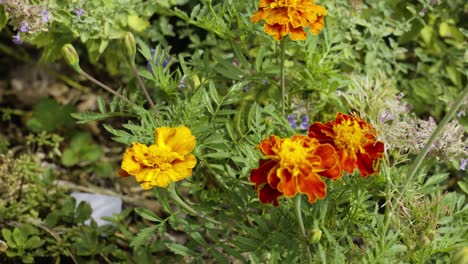 lush colors of fire on marigold petals