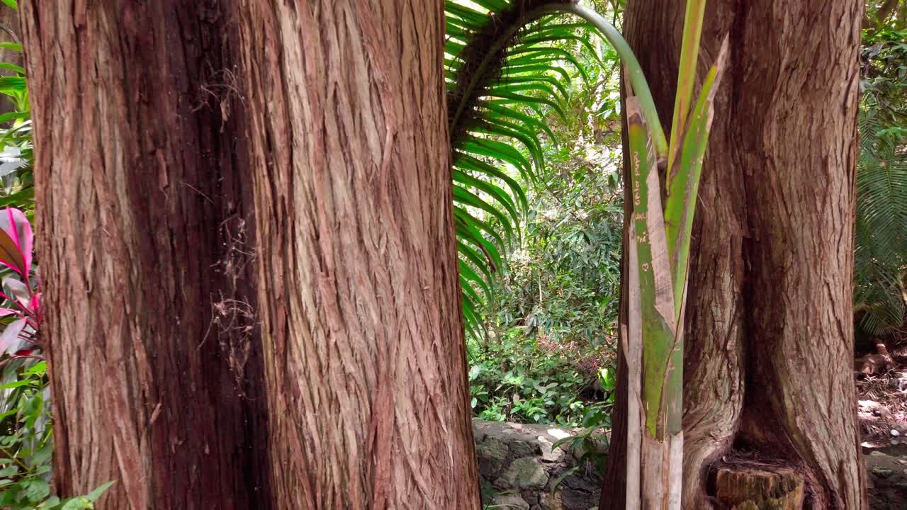 Slow zoom out from a palm frond revealing a lush tropical forest full of dense foliage and dappled light