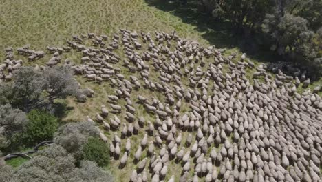 grupo multitudinario de ovejas caminando juntas en una fila en una granja de pastizales durante el día soleado