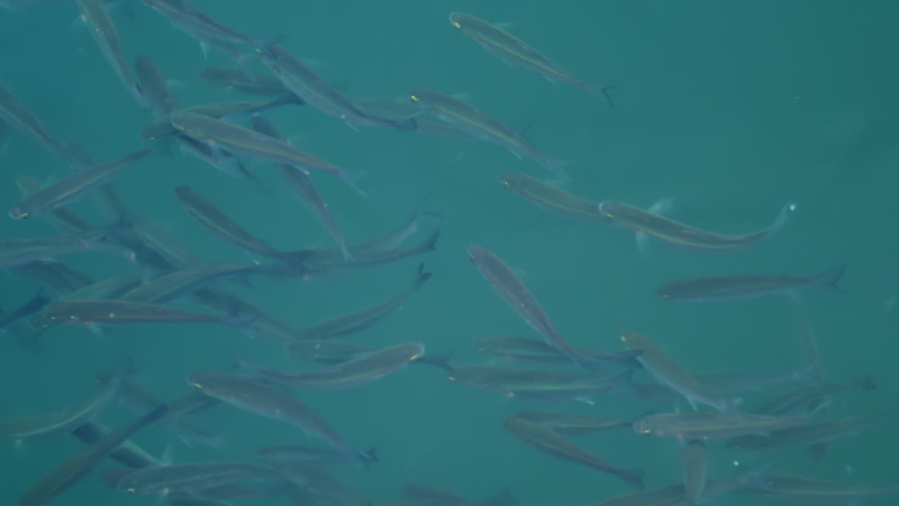 Group of fish swimming gracefully in crystal clear turquoise water