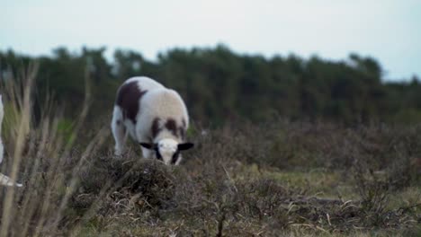 sheep grazing in a field