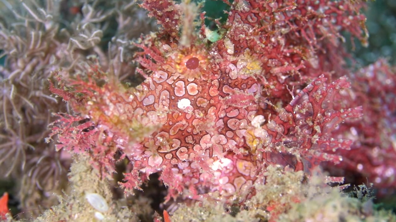 Video subacqueo 4K ad alta risoluzione che cattura un raro scorfano Rhinopias frondosa (Rhinopias frondosa) dai colori vivaci e dall'aspetto frondoso, seduto completamente immobile sul fondale dello Stretto di Lembeh, Indonesia
