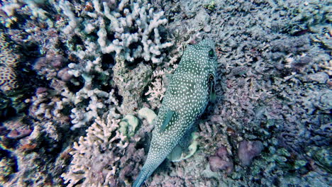 Imágenes-En-Primer-Plano-Bajo-El-Agua-Muestran-A-Un-Encantador-Pez-Globo-Con-Manchas-Blancas-Nadando-Con-Gracia-Entre-Vibrantes-Arrecifes-De-Coral.