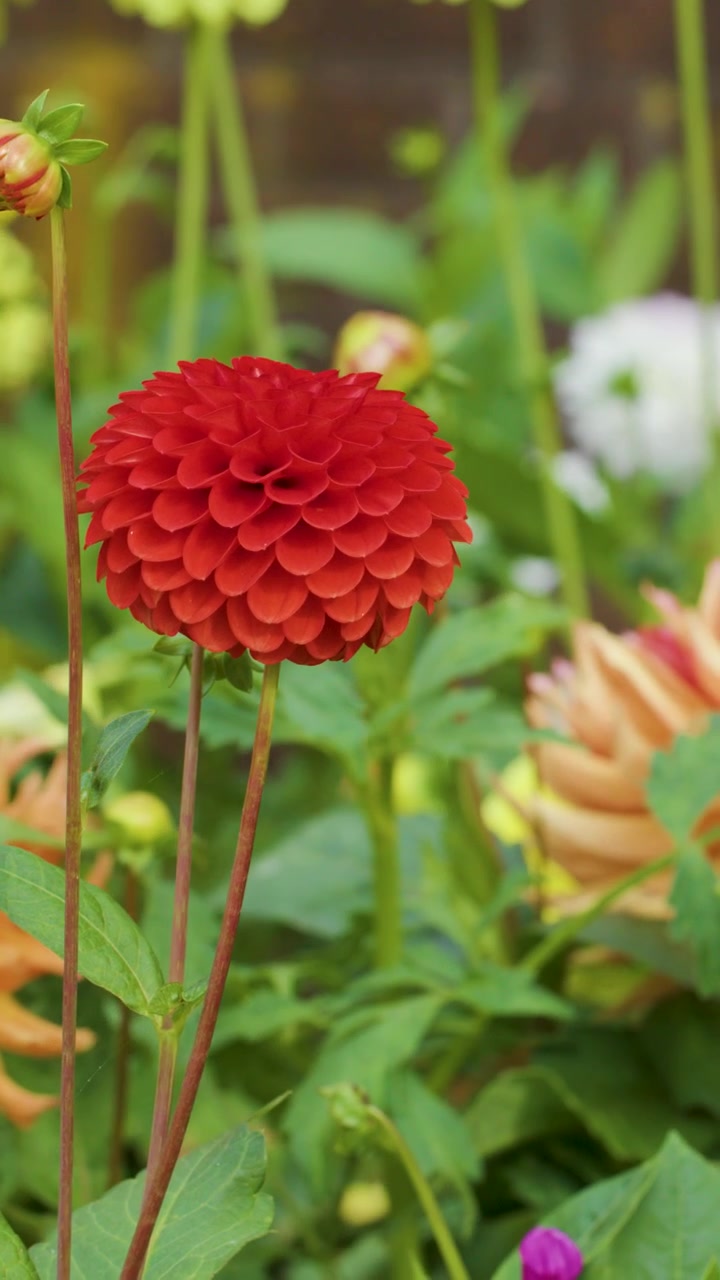 La telecamera esegue una lenta panoramica su una dalia rossa vibrante tra fiori colorati in una luce naturale soffusa.