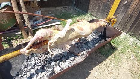 Cordero-Girando-Sobre-Un-Palo-De-Madera-Sobre-Carbón-Caliente