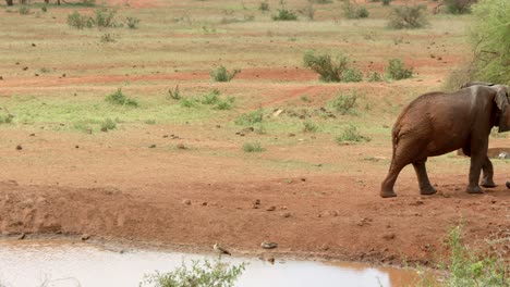 african elephant walking away from river in masai mara, kenya, africa