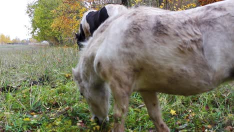 Caballo-En-El-Potrero-De-Otoño