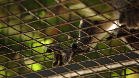 close up of feet of lemur on cage fence viewed from low angle