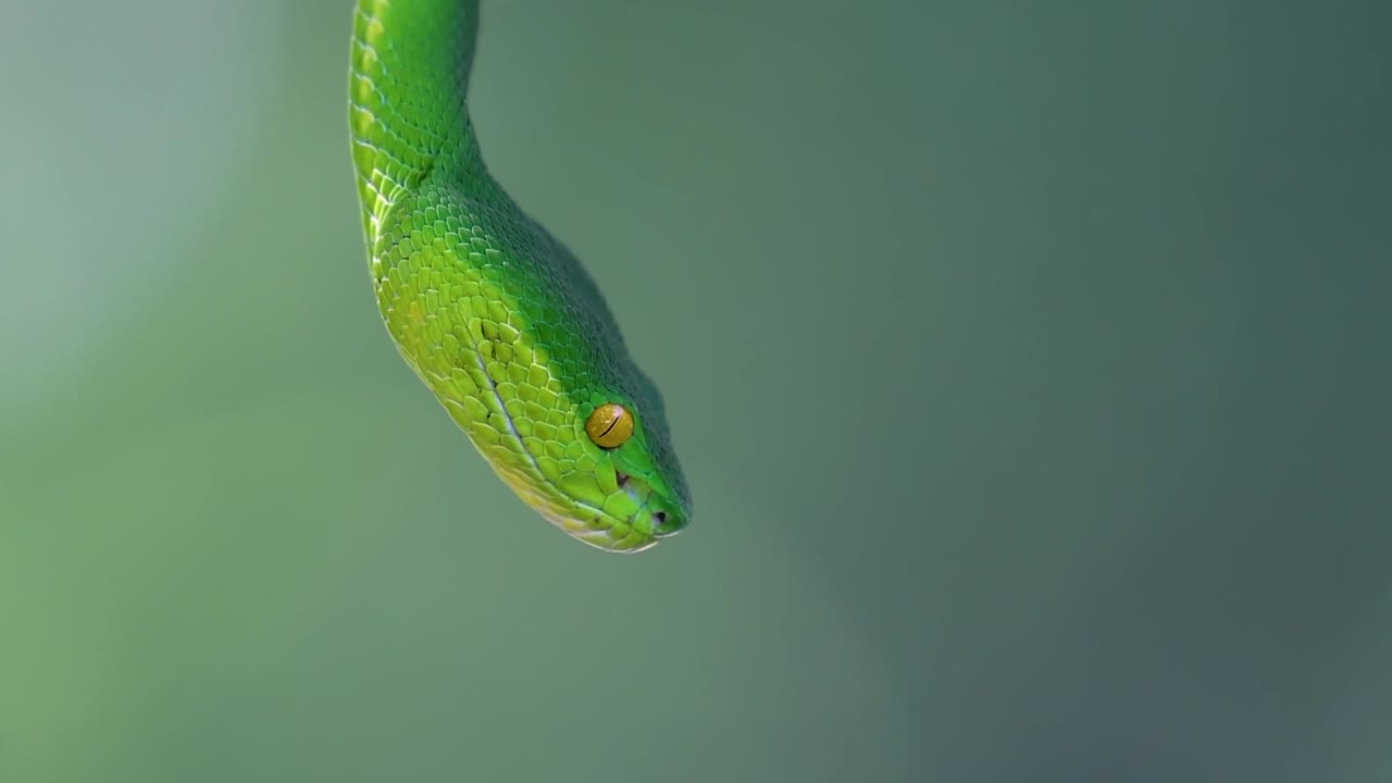 La vipera delle fosse dalle labbra bianche è una vipera velenosa endemica del Sud-est asiatico e si trova spesso di notte in attesa su un ramo o un fusto d'albero vicino a uno specchio d'acqua con abbondanza di prede.