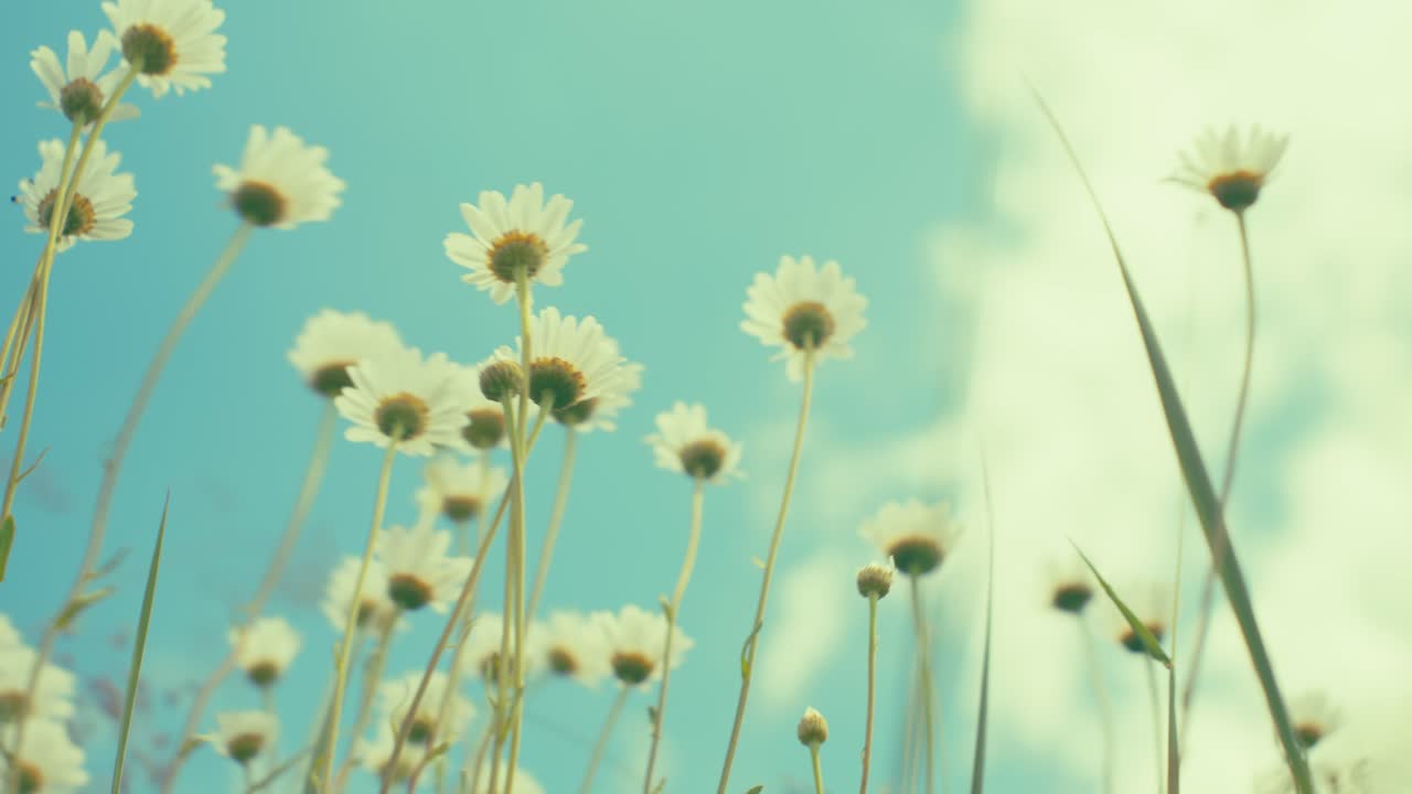 Delicate blossoms reach towards a soft, blue sky. Captured from a unique low angle, this photo draws you into nature's tranquility, evoking peaceful spring or summer mornings.