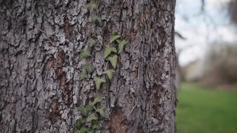 Closeup-trucking-shot-of-a-tree-truck,-showing-the-bark-texture-and-vines-growing,-bright-sunny-day