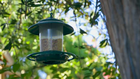 Birds-green-park-green-forest-brown-tree