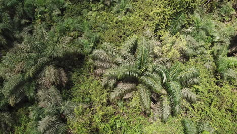 low fly over jungle in benin west africa