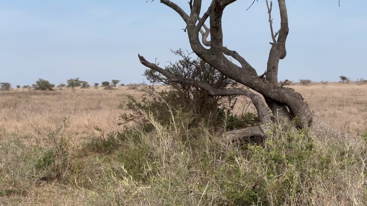 Weiblicher Leopard (Panthera pardus) auf einem Baumstamm, der die Umgebung in der Savanne während der Trockenzeit im Serengeti-Nationalpark, Tansania, erkundet