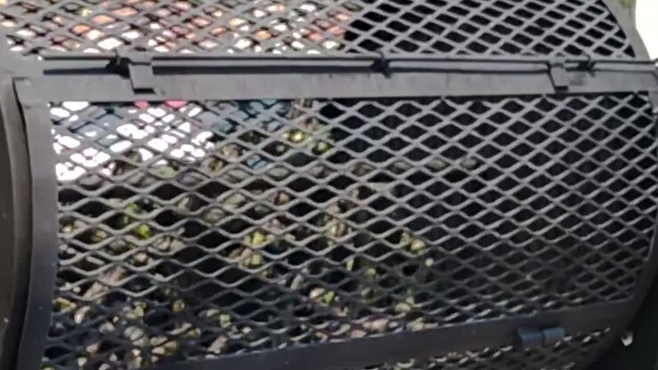 Inquadratura ravvicinata al rallentatore di un mazzetto di jalapeños arrostiti all'aperto durante un evento gastronomico locale
