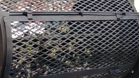 Slow-motion-tight-shot-of-jalapeño-bunch-being-roasted-outside-during-local-food-event