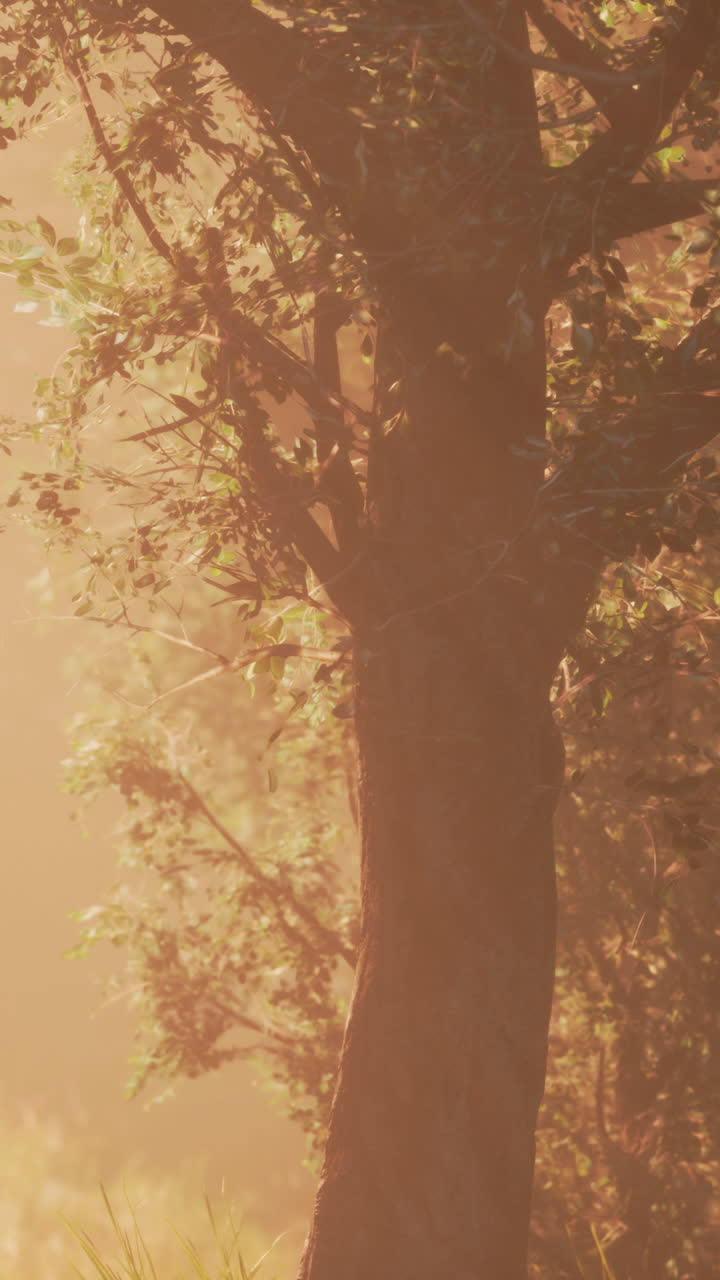 árbol de bosque de niebla