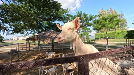 goat moving and looking around near a fence.