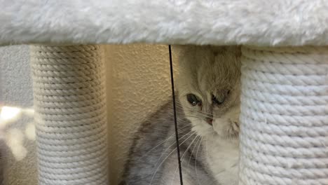 adorable baby cat bites her teeth sharpening wire in her house