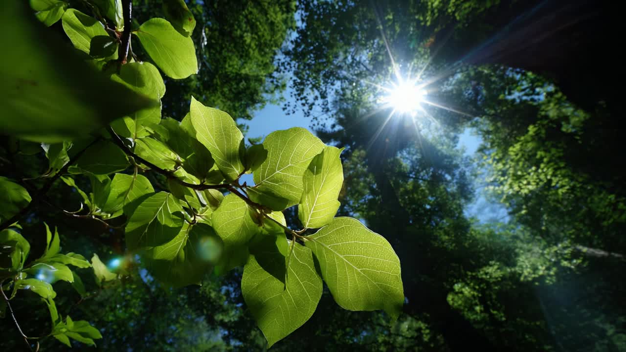 Uno scorcio accattivante della luce del sole che filtra tra il fogliame in una foresta lussureggiante, illuminando le vivaci foglie verdi sullo sfondo di un cielo azzurro, creando una scena naturale serena e rinvigorente