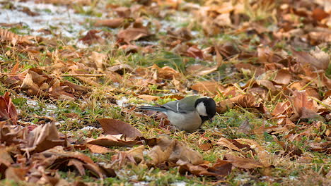 Pájaro-Tit-Japonés-Forrajeando-Y-Quemando-Comida-Bajo-Hojas-Caídas-En-El-Suelo,-Saltando-Y-Comiendo-En-Invierno---Cerrar