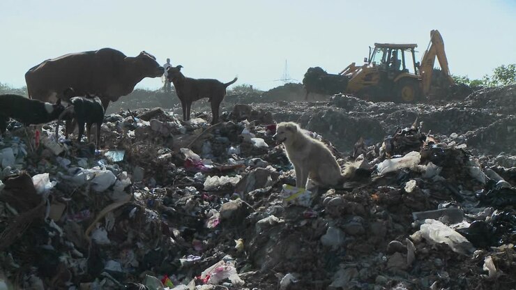 Cani e una mucca camminano attraverso una discarica mentre una gru è al lavoro