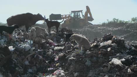 dogs and a cow walk through a garbage dump as a crane works