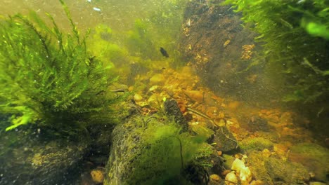 eurasian minnows (phoxinus phoxinus) under an overturned rock in a shallow stream. estonia