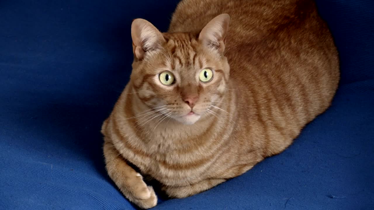 hermoso gato naranja en el sofá azul mirando a la cámara
