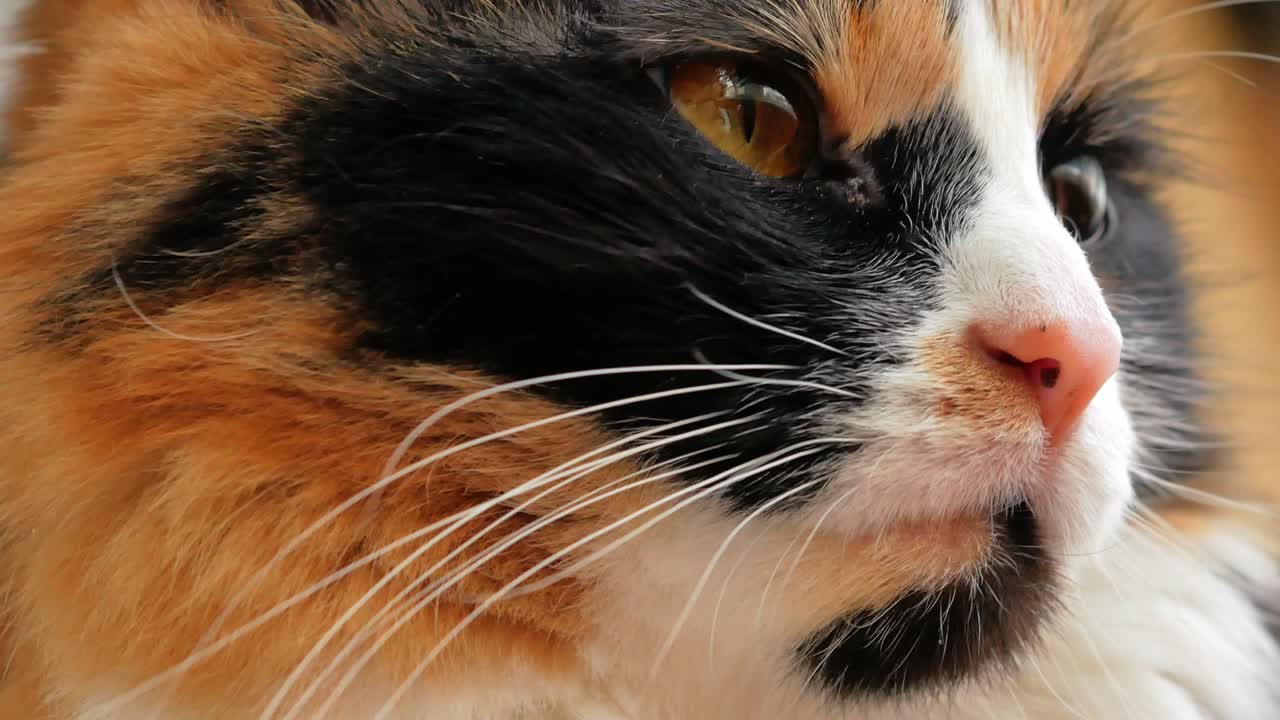 el hocico de un gato peludo tricolor en primer plano gira la cabeza y mira hacia abajo, cierra los ojos, el ojo está inflamado, absceso, mira hacia otro lado