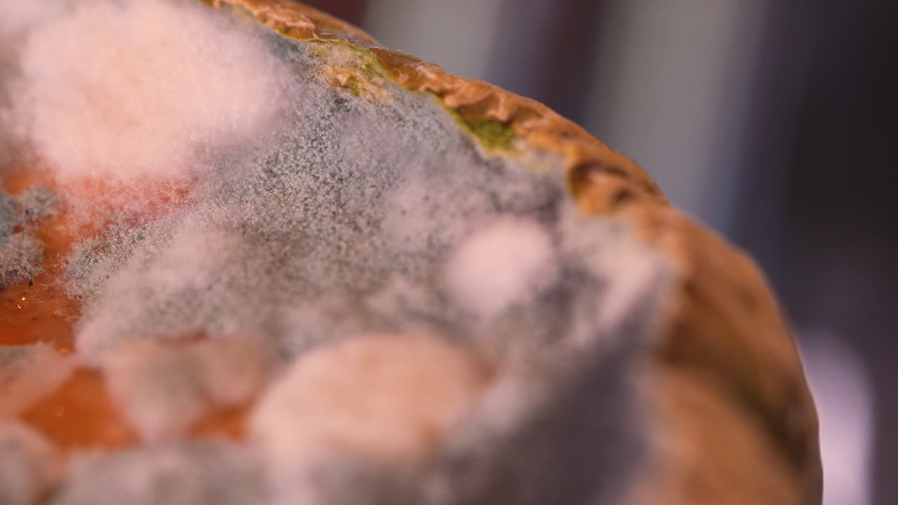 Rotten melon with green, white and black mold under macro lens, detail of food spoilage and fungal growth