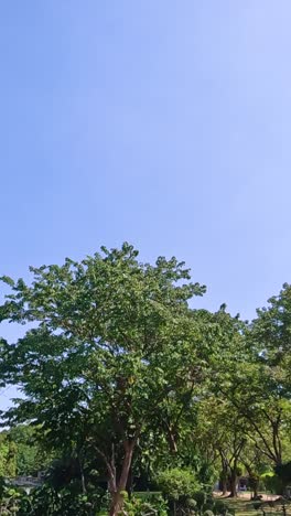 A serene view of trees and flags under a clear blue sky in Rama IX Park, Bangkok, captured in natural daylight