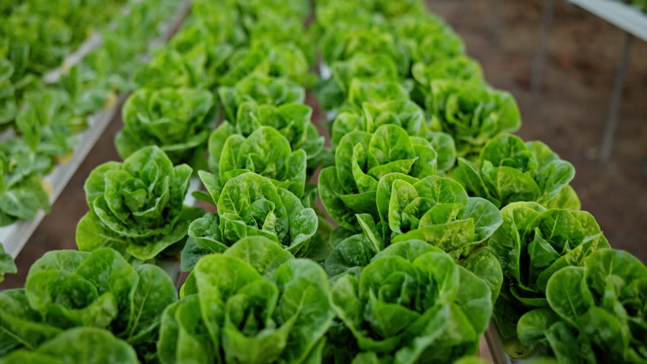 Farmer inspecting lettuce crops in greenhouse