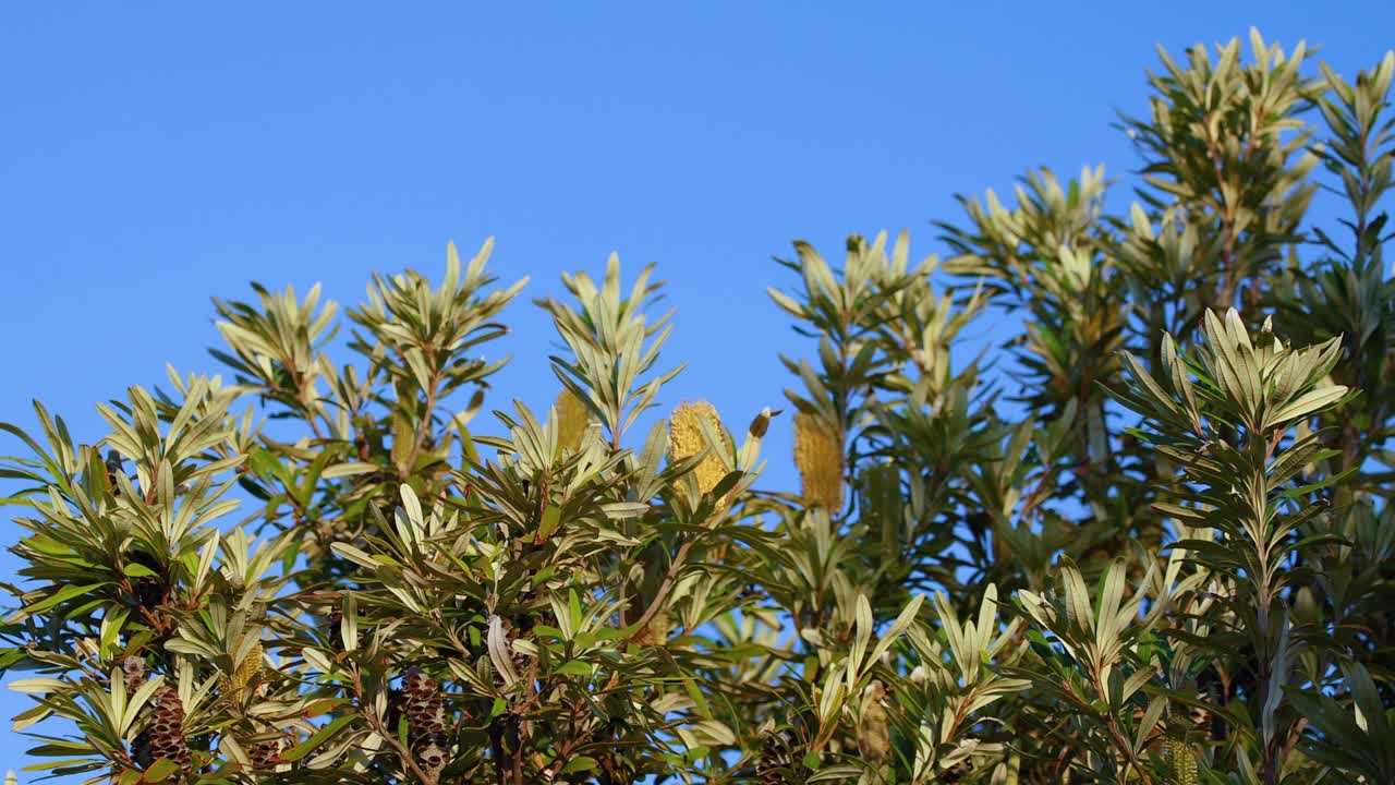Banksia leaves sway under clear blue skies in Bellarine, Victoria. Natural lighting highlights the serene movement and vibrant foliage