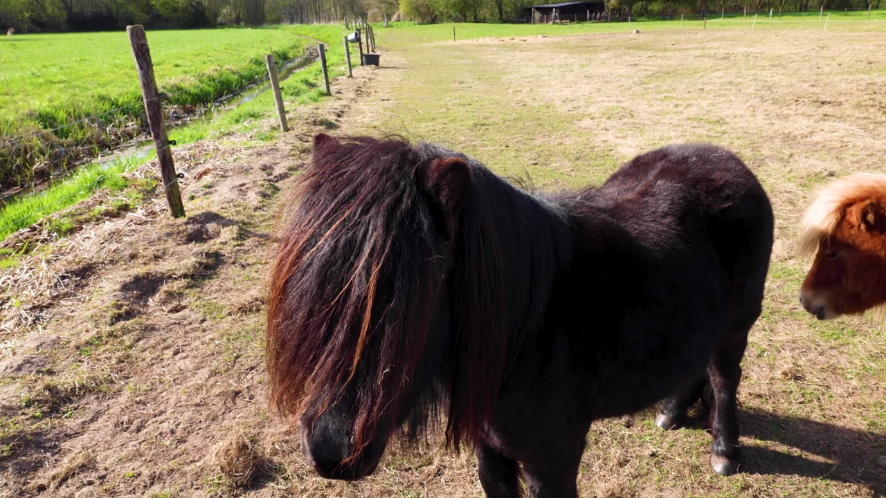 Video di un pony Shetland nero davanti alla telecamera