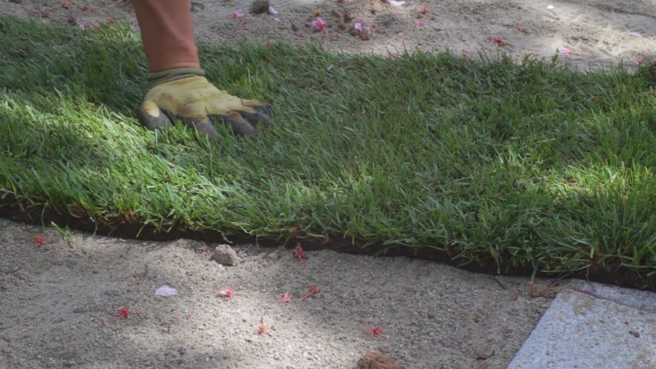 Seorang pekerja menggelar rumput siap pasang di area yang sudah disiapkan. Rumput gulungan sedikit menonjol keluar dan akan dipotong pada langkah berikutnya.
