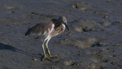 Una-De-Las-Garzas-De-Estanque-Encontradas-En-Tailandia-Que-Muestran-Diferentes-Plumajes-Según-La-Temporada