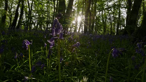 Bluebells in a Forest at Sunset