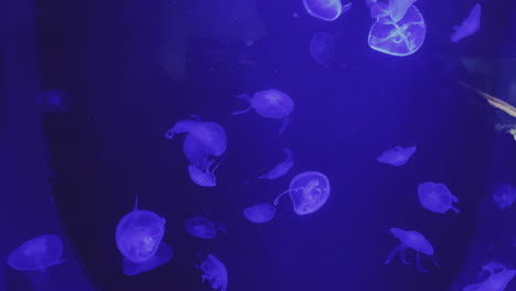 jellyfish in an aquarium