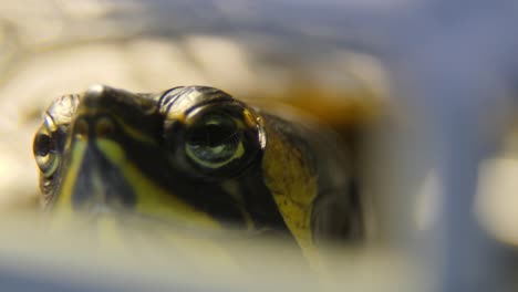 turtle yellow belly slider inside a 60 gallon aquarium