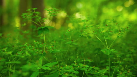 gimbal shot of grass in the woods in the summer