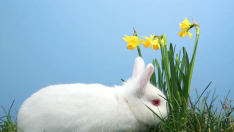 Weißes-Häschen-Schnüffelt-Im-Gras-Mit-Narzissen-Herum